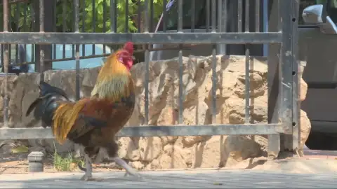 Gallos, gallinas y pollos en Torrevieja: el Ayuntamiento busca una salida para la bandada que un vecino soltó hace una década Gallos, gallinas y pollos en Torrevieja: el Ayuntamiento busca una salida para la bandada que un vecino soltó hace una década