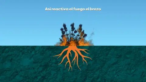 El brezo, el pequeño arbusto capaz de generar combustión subterránea que pone en jaque a los bomberos en Chandrexa de Queixa El brezo, el pequeño arbusto capaz de generar combustión subterránea que pone en jaque a los bomberos en Chandrexa de Queixa