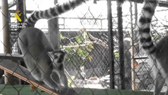 Desmantelan un zoo clandestino con más de 150 animales exóticos en Nules, Castellón Desmantelan un zoo clandestino con más de 150 animales exóticos en Nules, Castellón