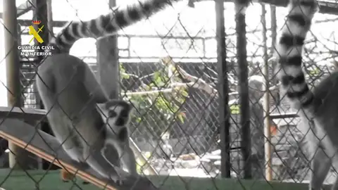 Desmantelan un zoo clandestino con más de 150 animales exóticos en Nules, Castellón Desmantelan un zoo clandestino con más de 150 animales exóticos en Nules, Castellón