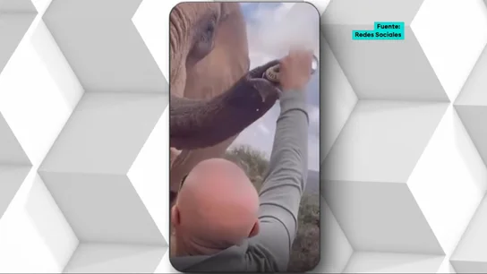 Indignación por el vídeo de un turista español dando cerveza a un elefante en Kenia Indignación por el vídeo de un turista español dando cerveza a un elefante en Kenia