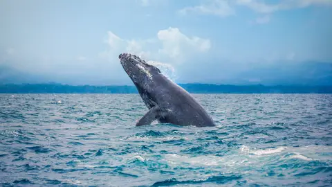Ballena jorobada en Costa Rica Ballena jorobada en Costa Rica