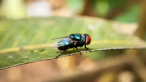 Cochliomyia hominivorax Cochliomyia hominivorax