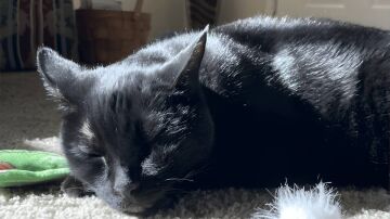 Gato