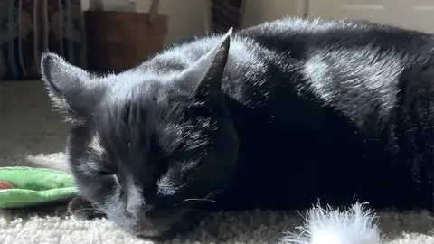 Gato Gato