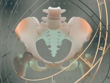 La evoluci&oacute;n de la pelvis es la protagonista de nuestro bipedalismo