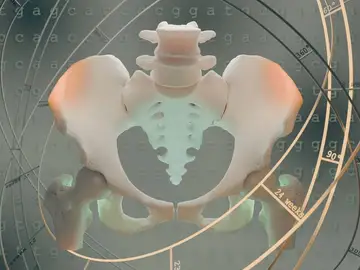 La evolución de la pelvis es la protagonista de nuestro bipedalismo La evolución de la pelvis es la protagonista de nuestro bipedalismo