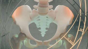 La evolución de la pelvis es la protagonista de nuestro bipedalismo