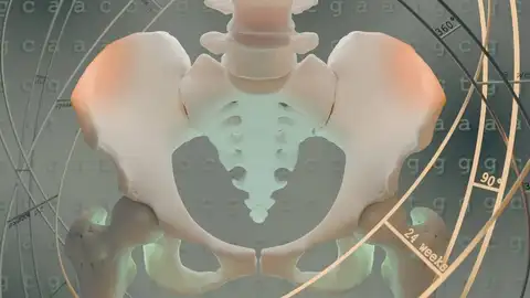 La evolución de la pelvis es la protagonista de nuestro bipedalismo La evolución de la pelvis es la protagonista de nuestro bipedalismo