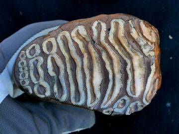 Resto de un diente de mamut