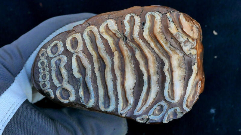 Un mamut de 1,1 millones de años revela el ADN más antiguo de una bacteria en un animal