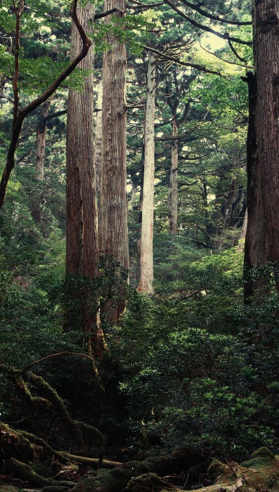 Isla de Yakushima