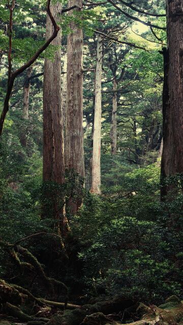 Isla de Yakushima