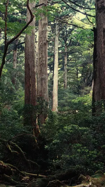 Isla de Yakushima Isla de Yakushima
