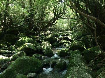 Isla de Yakushima
