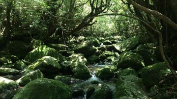 Isla de Yakushima