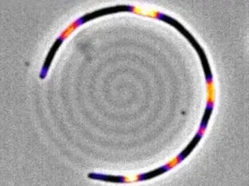 Bacteria de E. coli Bacteria de E. coli