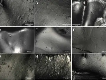 Imágenes de las superfície de esmalte de algunos dientes seleccionados de Ursus spelaeus con las marcas identificadas Imágenes de las superfície de esmalte de algunos dientes seleccionados de Ursus spelaeus con las marcas identificadas
