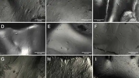 Imágenes de las superfície de esmalte de algunos dientes seleccionados de Ursus spelaeus con las marcas identificadas Imágenes de las superfície de esmalte de algunos dientes seleccionados de Ursus spelaeus con las marcas identificadas