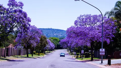 Avenida de Pretoria en primavera Avenida de Pretoria en primavera