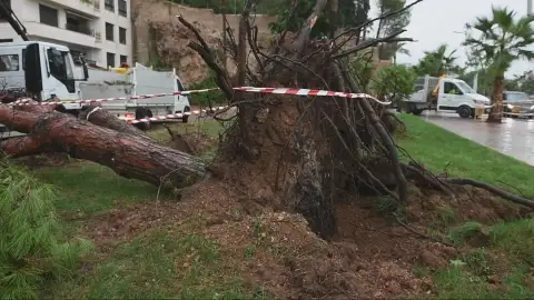 El viento parte dos árboles en Palma de Mallorca El viento parte dos árboles en Palma de Mallorca