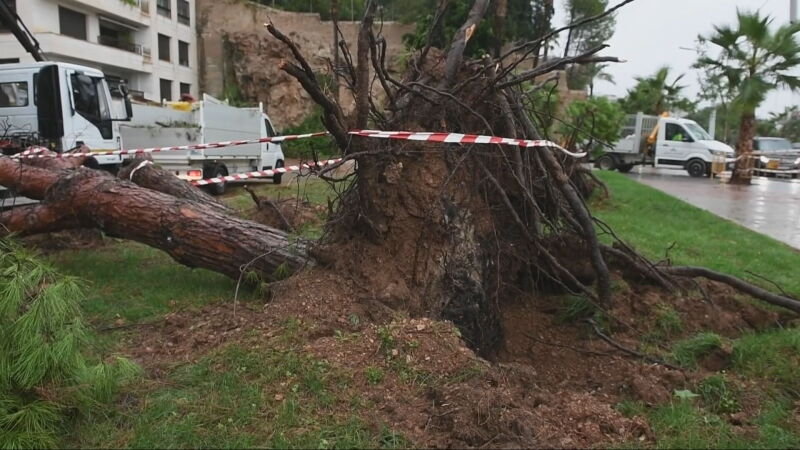 El viento parte dos árboles en Palma de Mallorca 