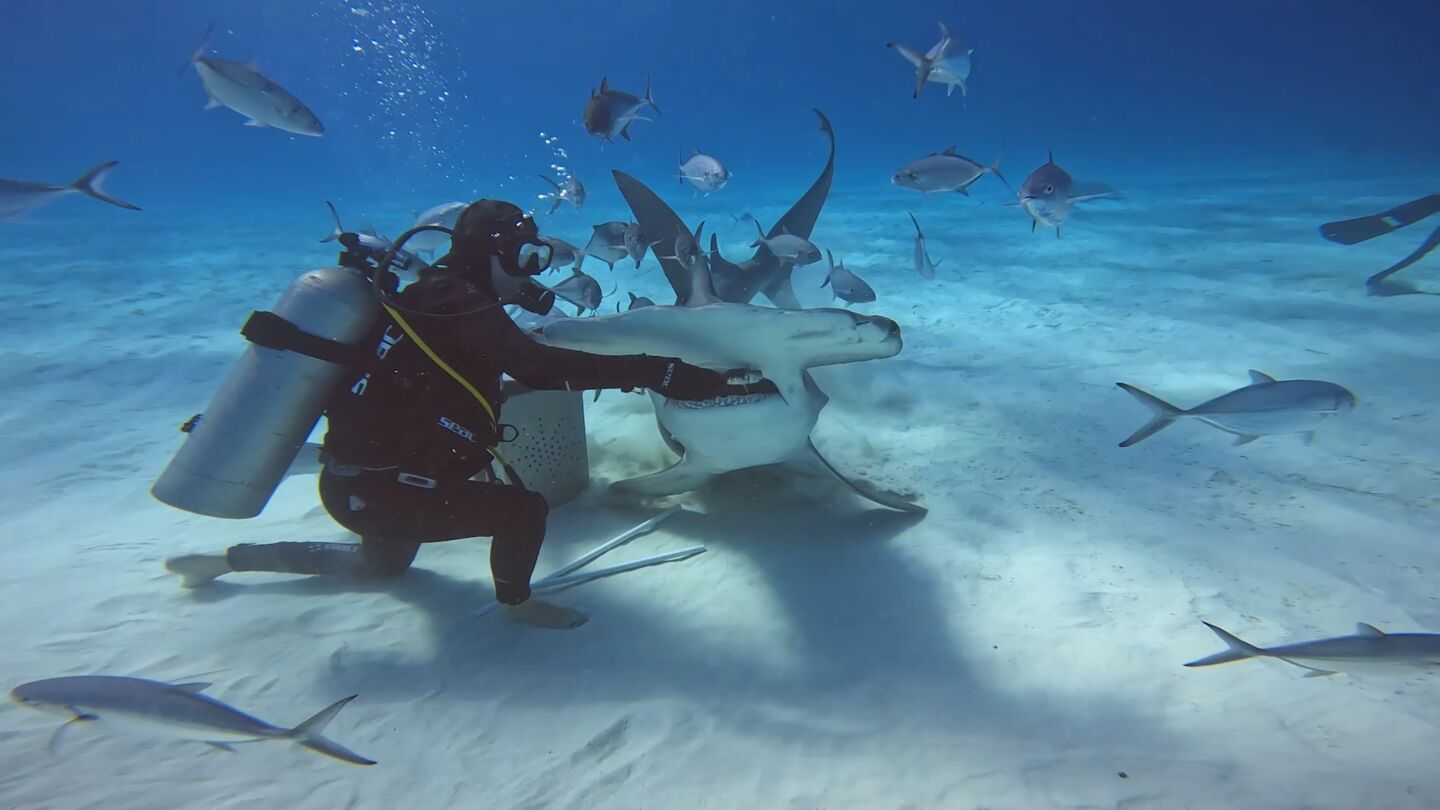 Buzo alimentando a tiburones