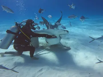 Buzo alimentando a tiburones Buzo alimentando a tiburones