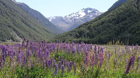 Nueva Zelanda Nueva Zelanda