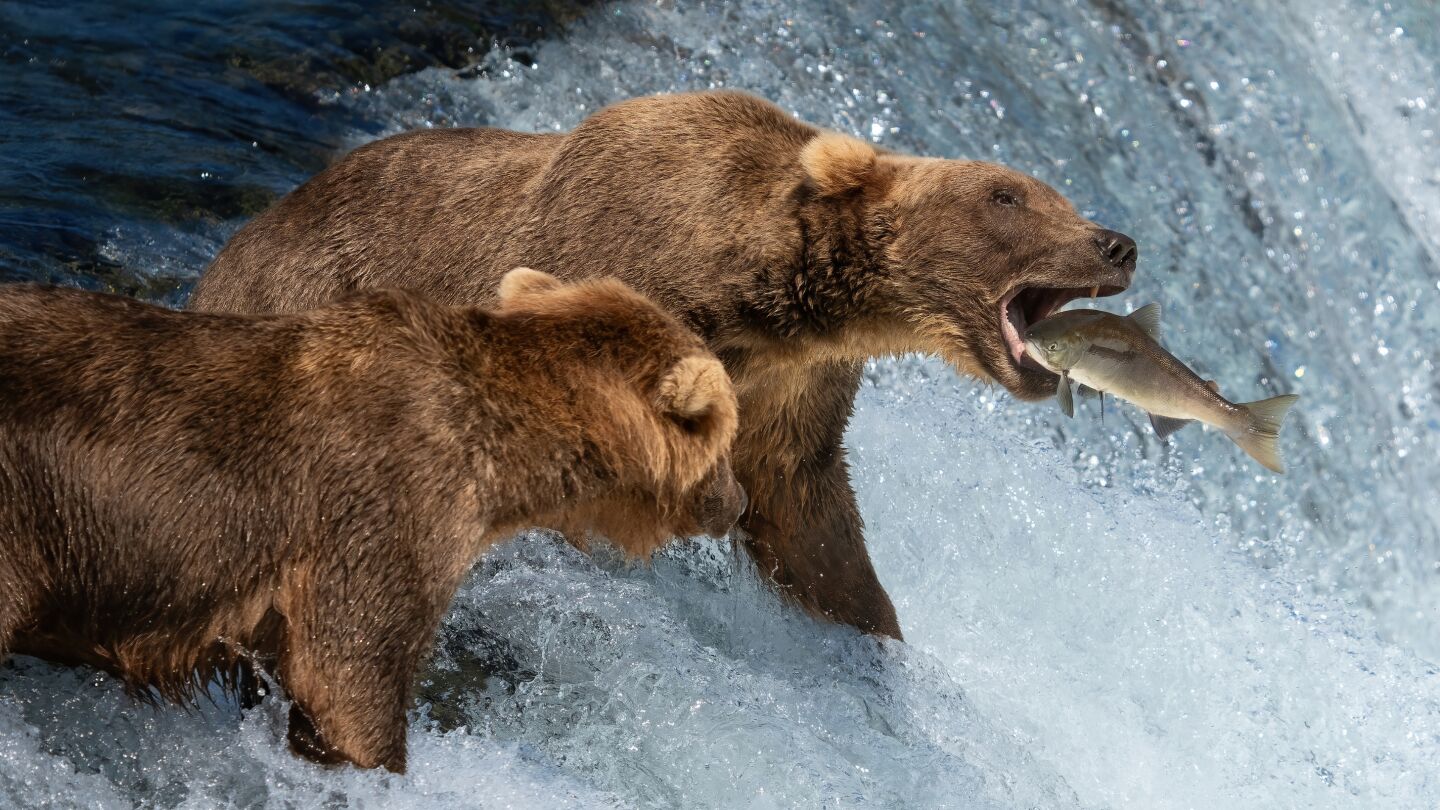 Osos pardos en el Parque Nacional Katmai