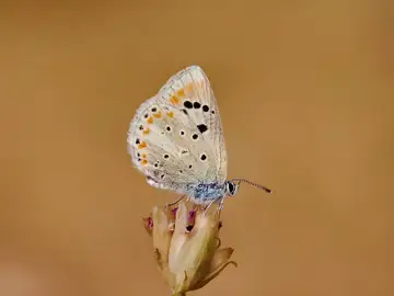 Mariposa Mariposa