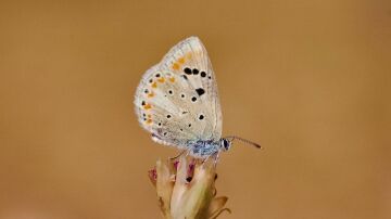 Mariposa