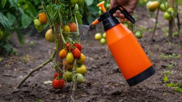 Tomates