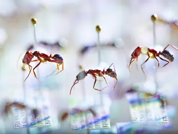 Hormigas de Fiyi Hormigas de Fiyi