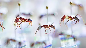 Hormigas de Fiyi Hormigas de Fiyi