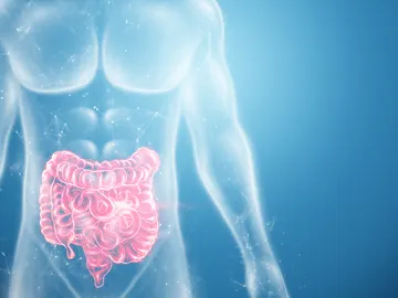 Intestino grueso Intestino grueso