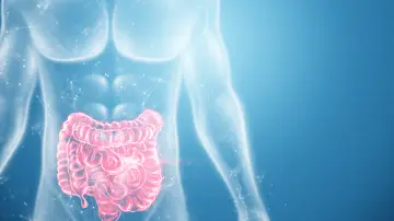 Intestino grueso Intestino grueso