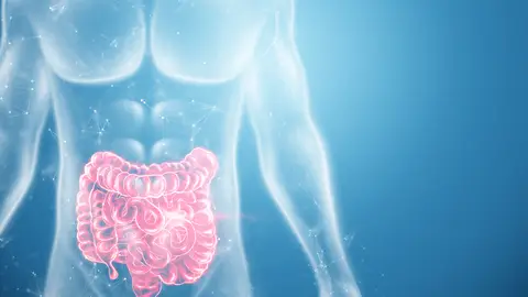 Intestino grueso Intestino grueso