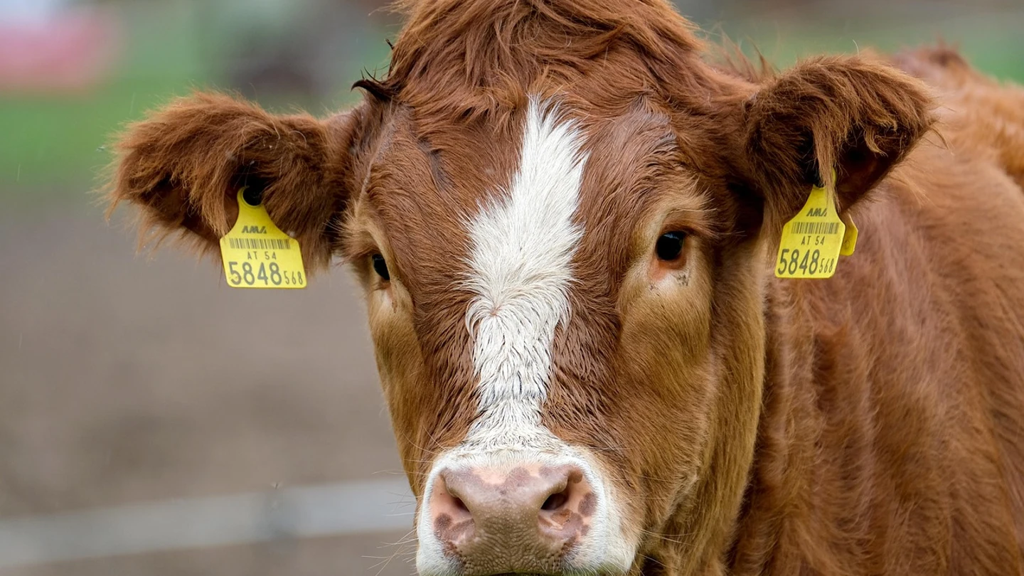 Imagen de archivo de una vaca. Imagen de archivo de una vaca.