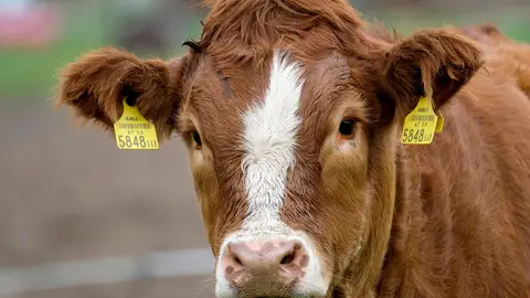 Imagen de archivo de una vaca. Imagen de archivo de una vaca.