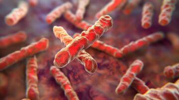 Bacteria Mycobacterium tuberculosis