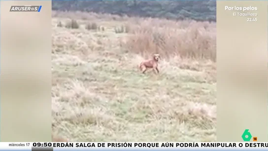 La emotiva reacción de un perro al escuchar el silvido de su dueño tras haberse perdido dos días La emotiva reacción de un perro al escuchar el silvido de su dueño tras haberse perdido dos días