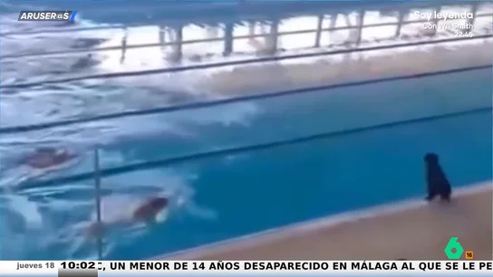El cómico y tierno gesto de un perro al saltar a la pisicna en plena competición para perseguir a su dueño El cómico y tierno gesto de un perro al saltar a la pisicna en plena competición para perseguir a su dueño