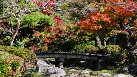 Momiji en Kioto Momiji en Kioto