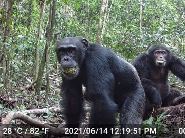 Chimpanc&eacute;s comiendo fruta