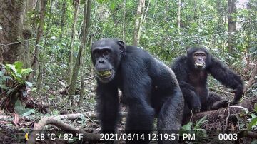 Chimpancés comiendo fruta