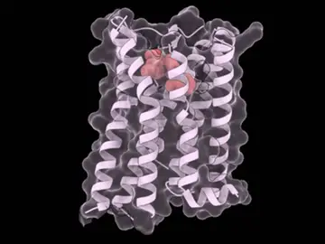 Estructuras del fármaco tolvaptán (en rojo) unido a la estructura del receptor de vasopresina Estructuras del fármaco tolvaptán (en rojo) unido a la estructura del receptor de vasopresina