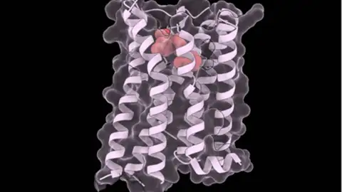 Estructuras del fármaco tolvaptán (en rojo) unido a la estructura del receptor de vasopresina Estructuras del fármaco tolvaptán (en rojo) unido a la estructura del receptor de vasopresina