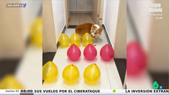 El divertido vídeo viral del perro que encuentra 'otra manera' de sortear un laberinto: así es la estrategia de este Corgi El divertido vídeo viral del perro que encuentra 'otra manera' de sortear un laberinto: así es la estrategia de este Corgi
