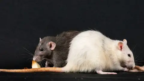 Ratones Ratones